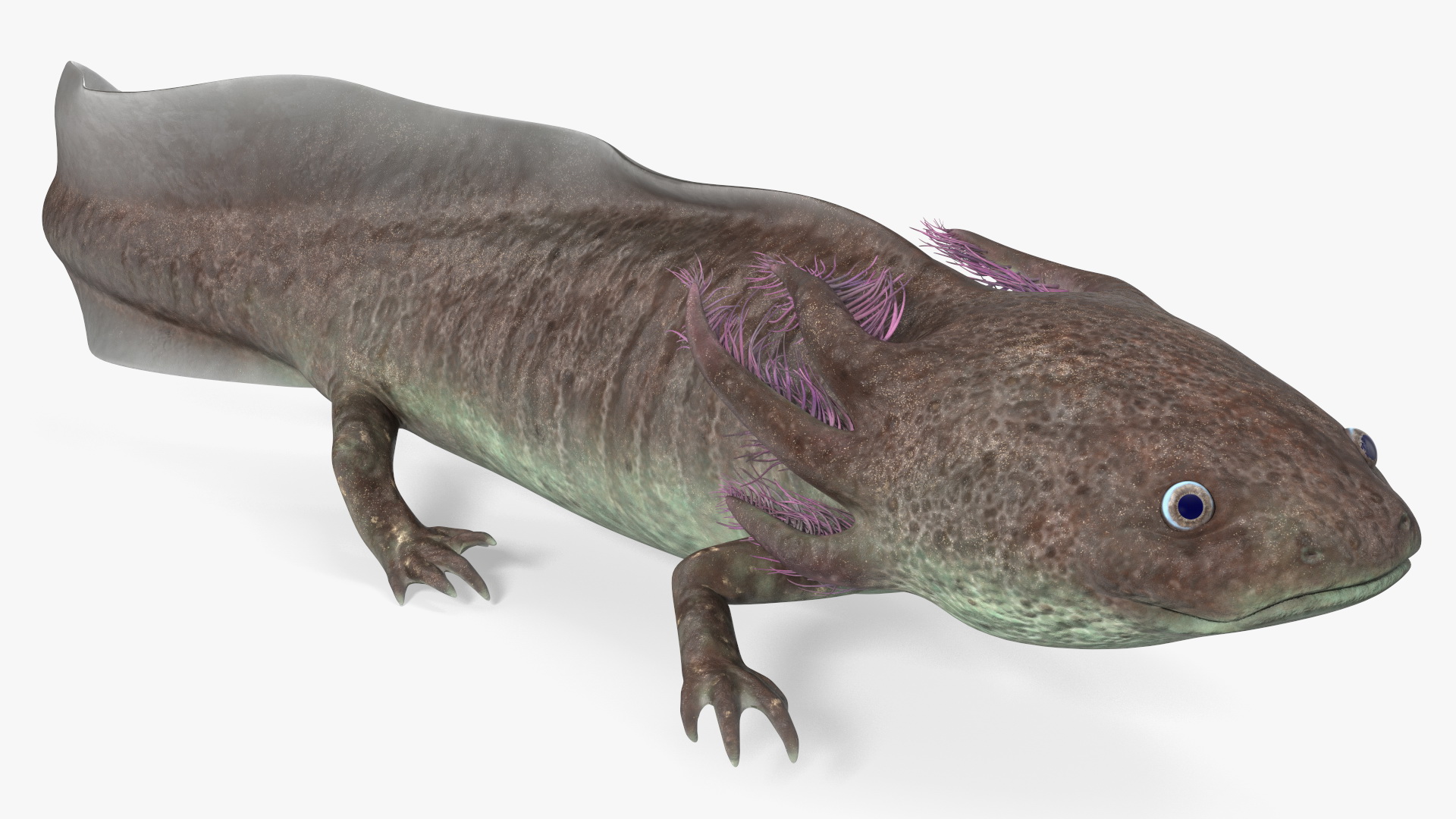 Mexican Brown Axolotl Rigged for Maya 3D
