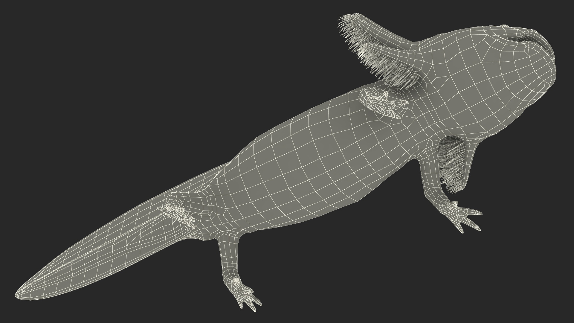 Mexican Brown Axolotl Rigged for Maya 3D