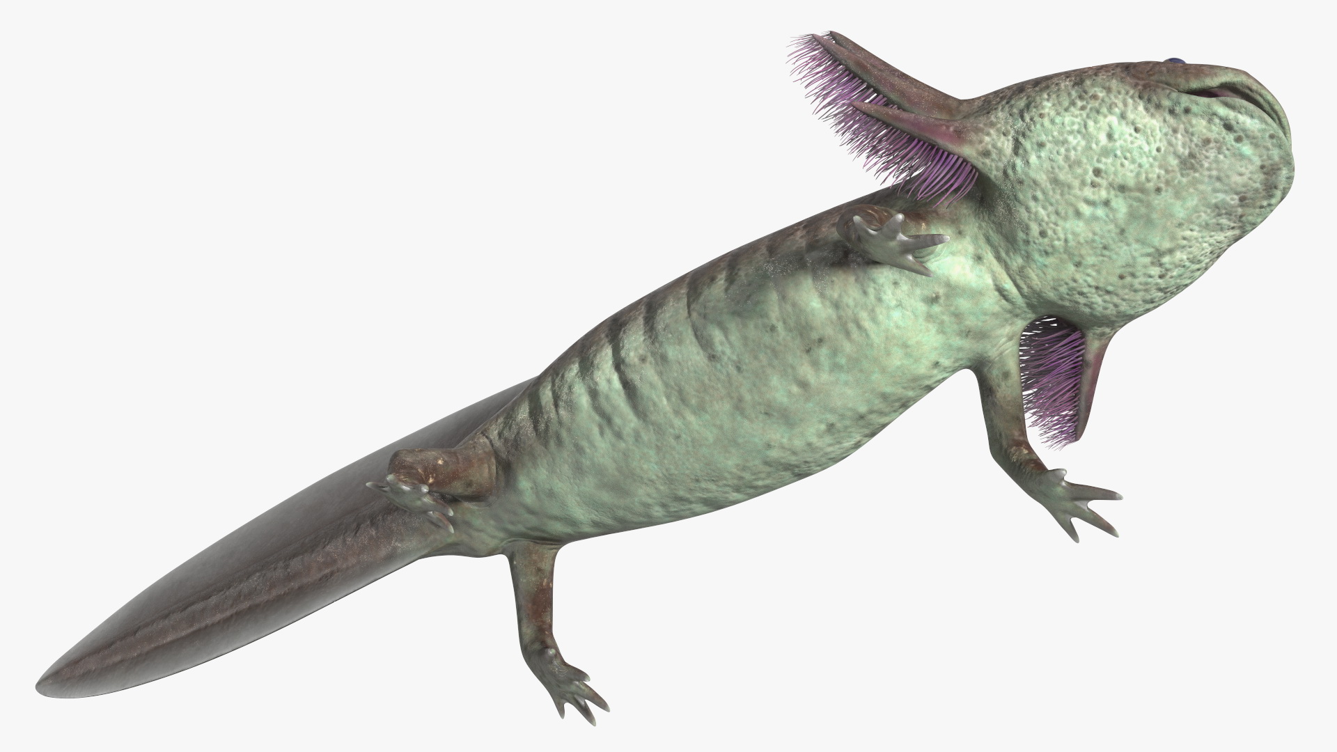 Mexican Brown Axolotl Rigged for Maya 3D