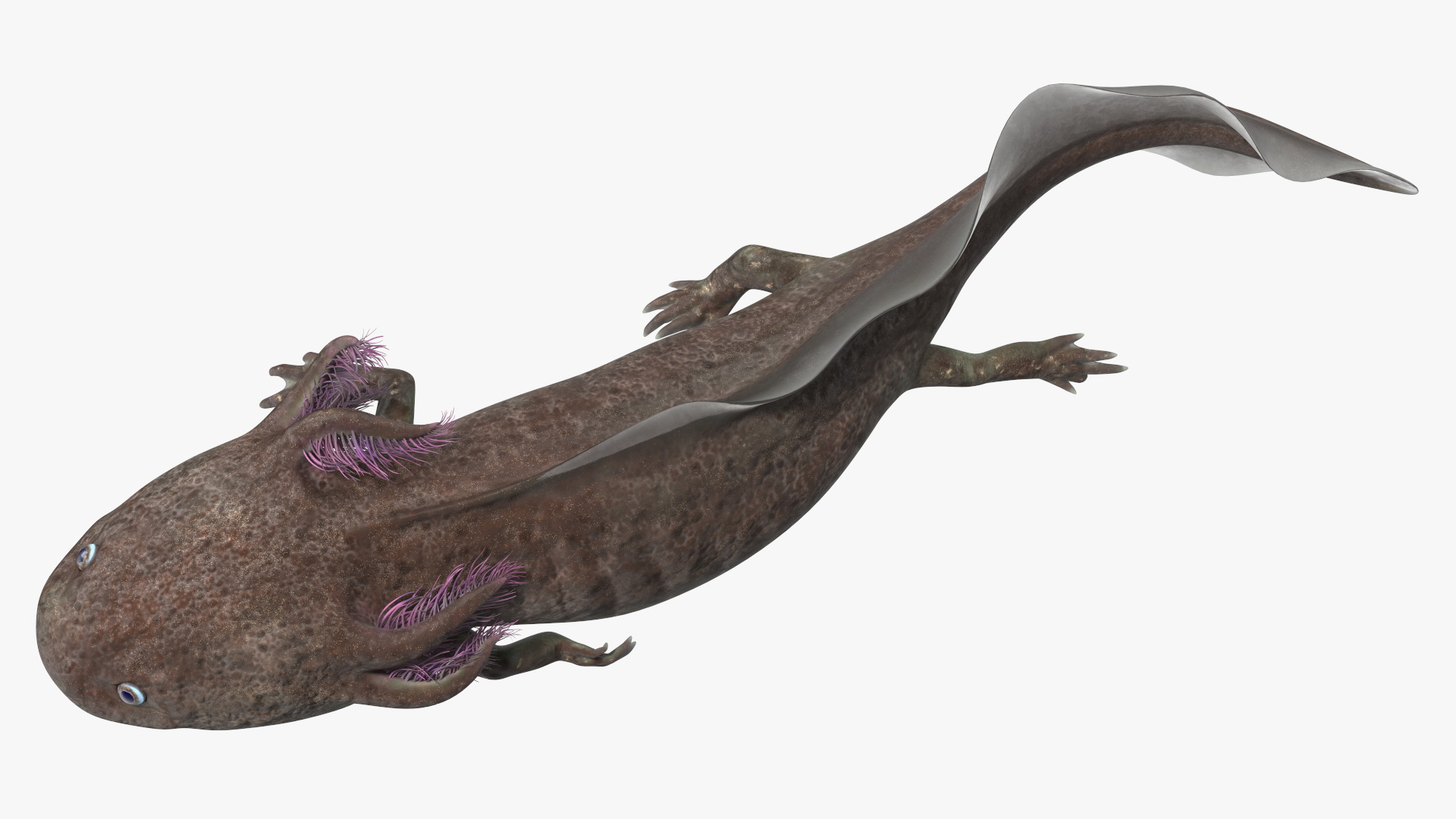 Mexican Brown Axolotl Rigged for Maya 3D