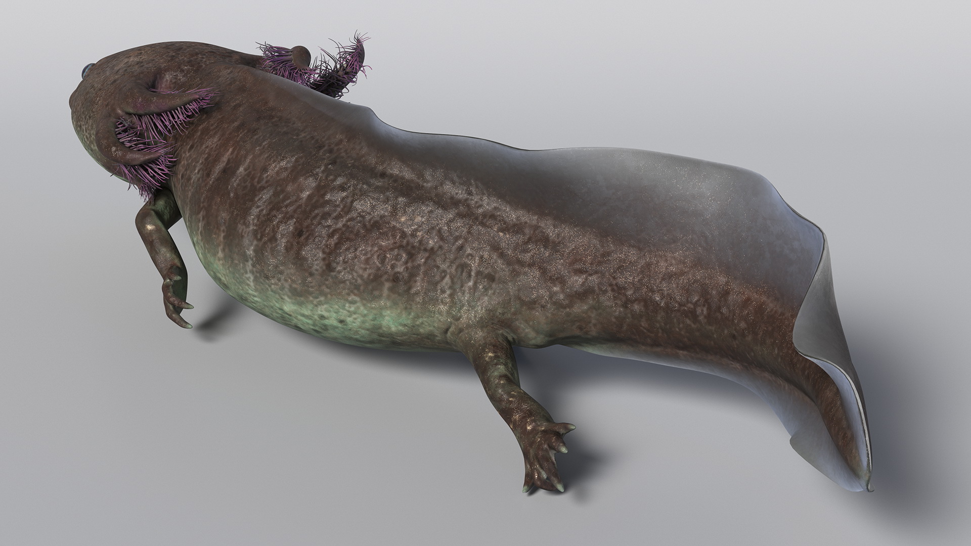 Mexican Brown Axolotl Rigged for Maya 3D