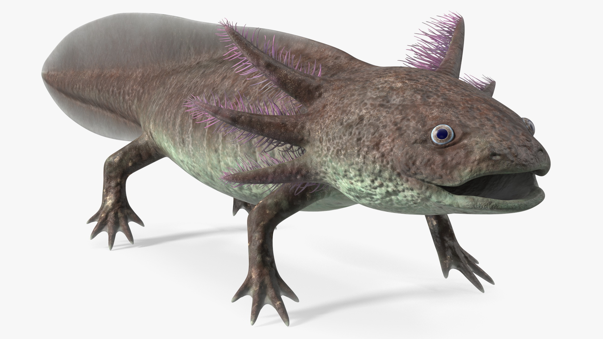 Mexican Brown Axolotl Rigged for Maya 3D