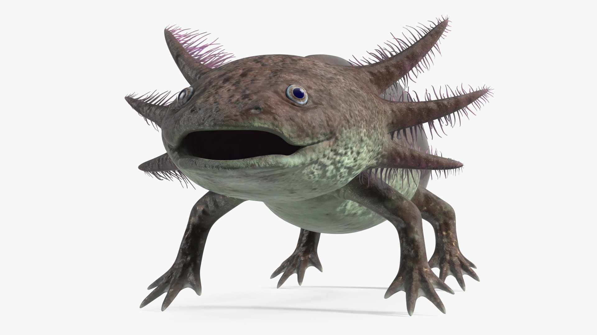Mexican Brown Axolotl Rigged for Maya 3D