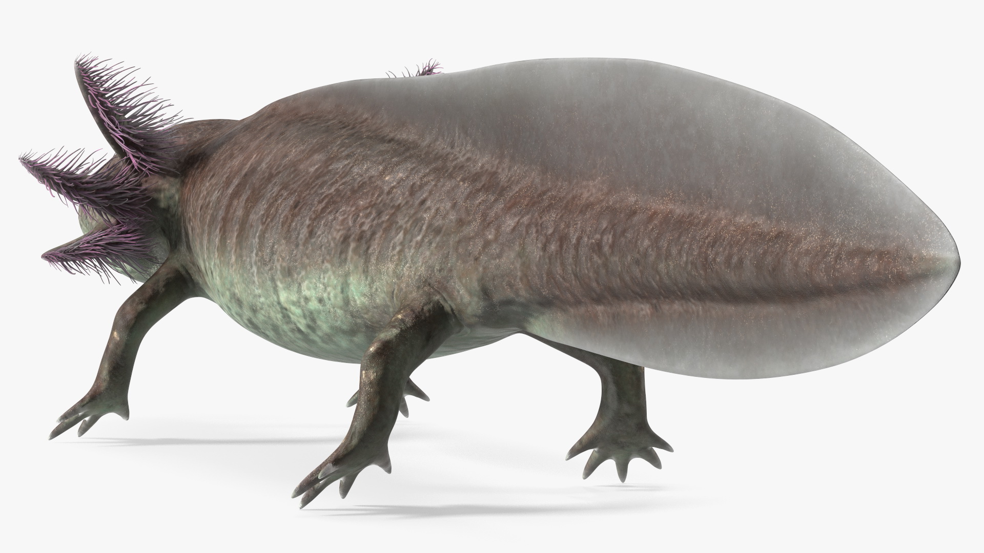 Mexican Brown Axolotl Rigged for Maya 3D