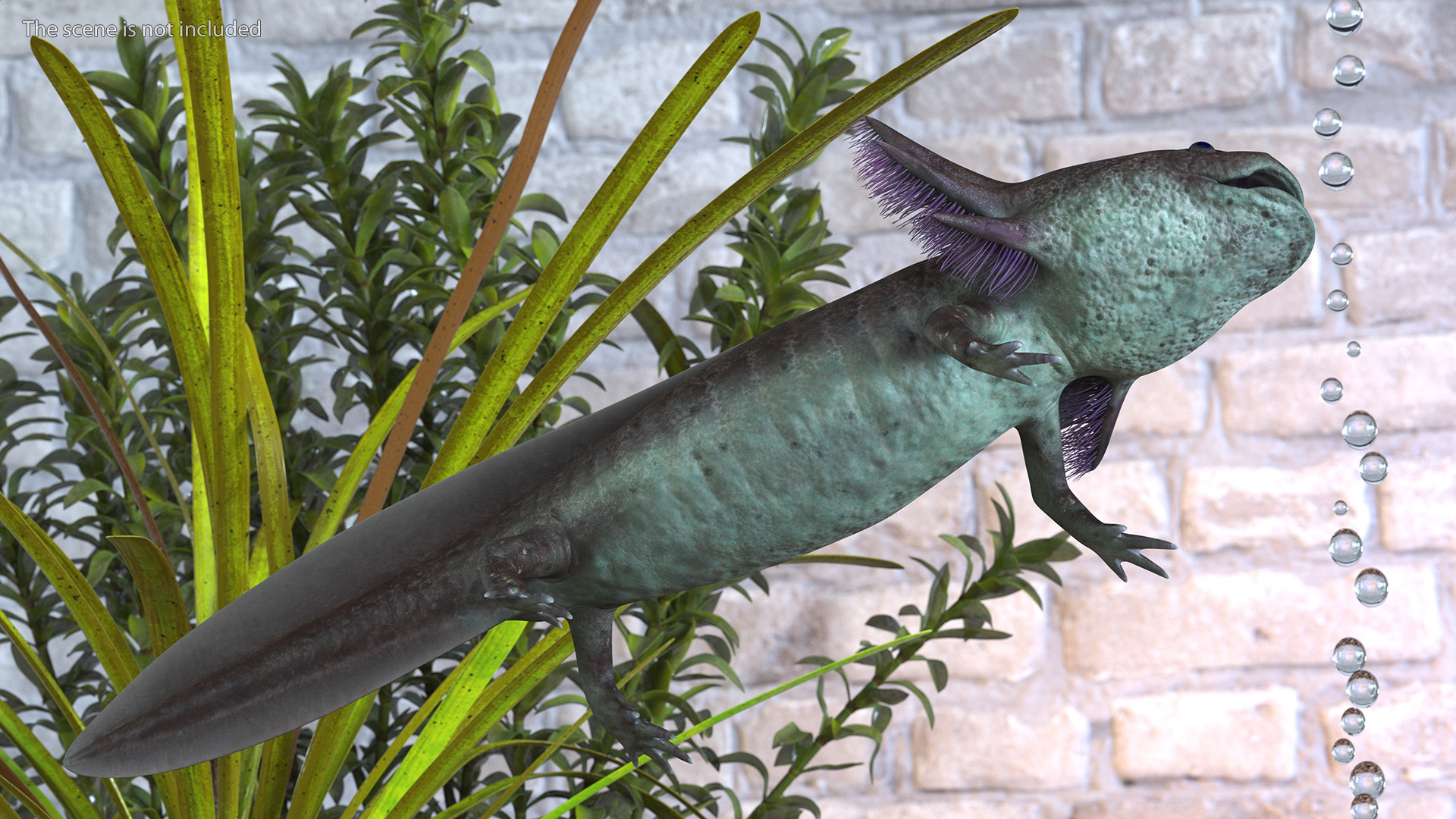 Mexican Brown Axolotl Rigged for Maya 3D