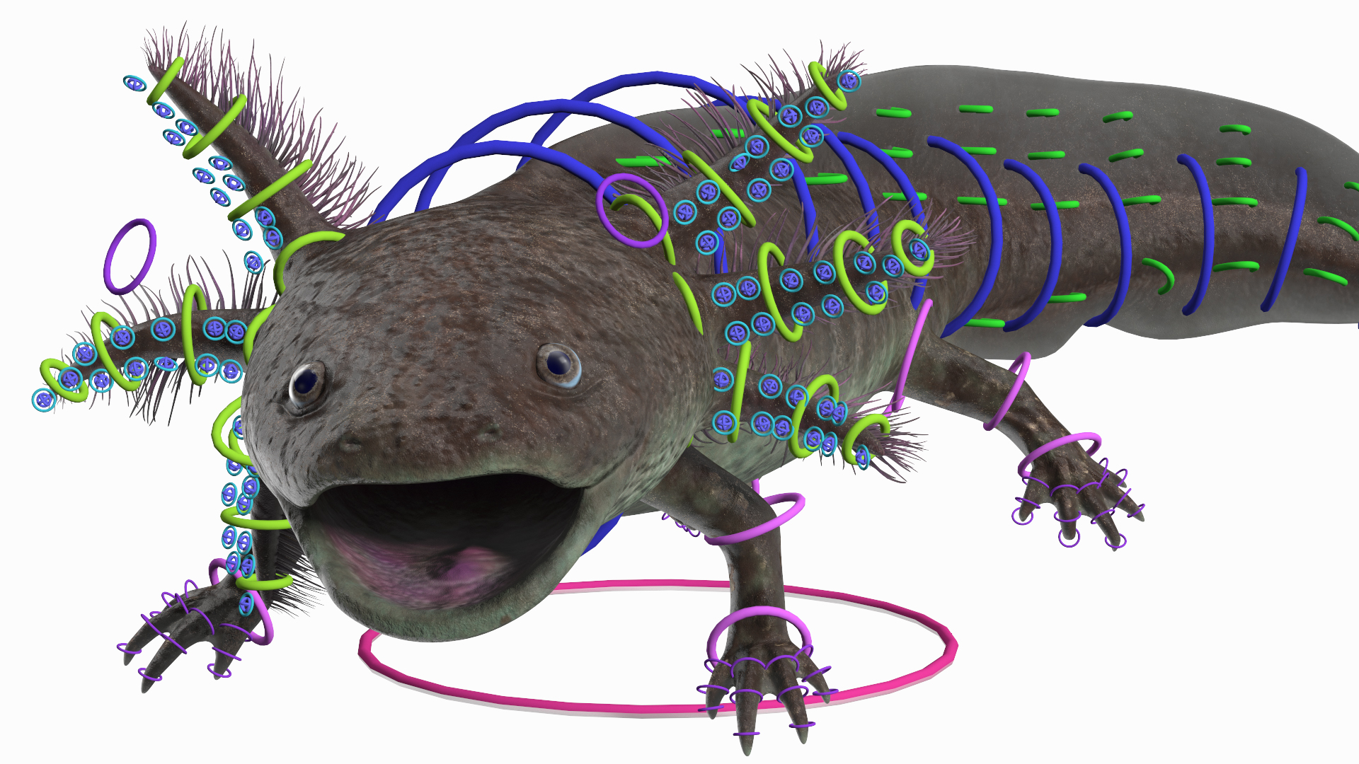 Mexican Brown Axolotl Rigged for Maya 3D
