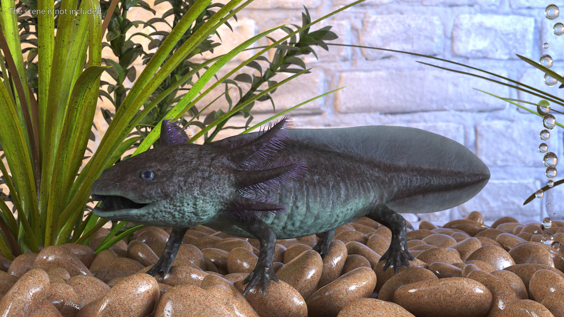Mexican Brown Axolotl Rigged for Maya 3D