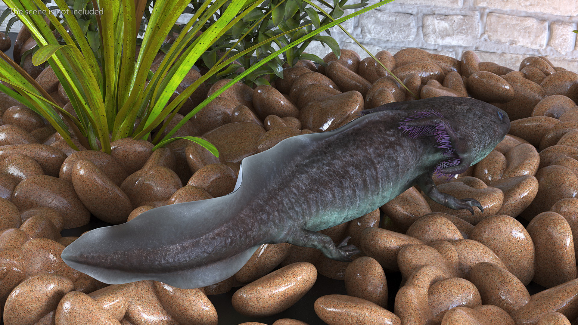 Mexican Brown Axolotl Rigged for Maya 3D