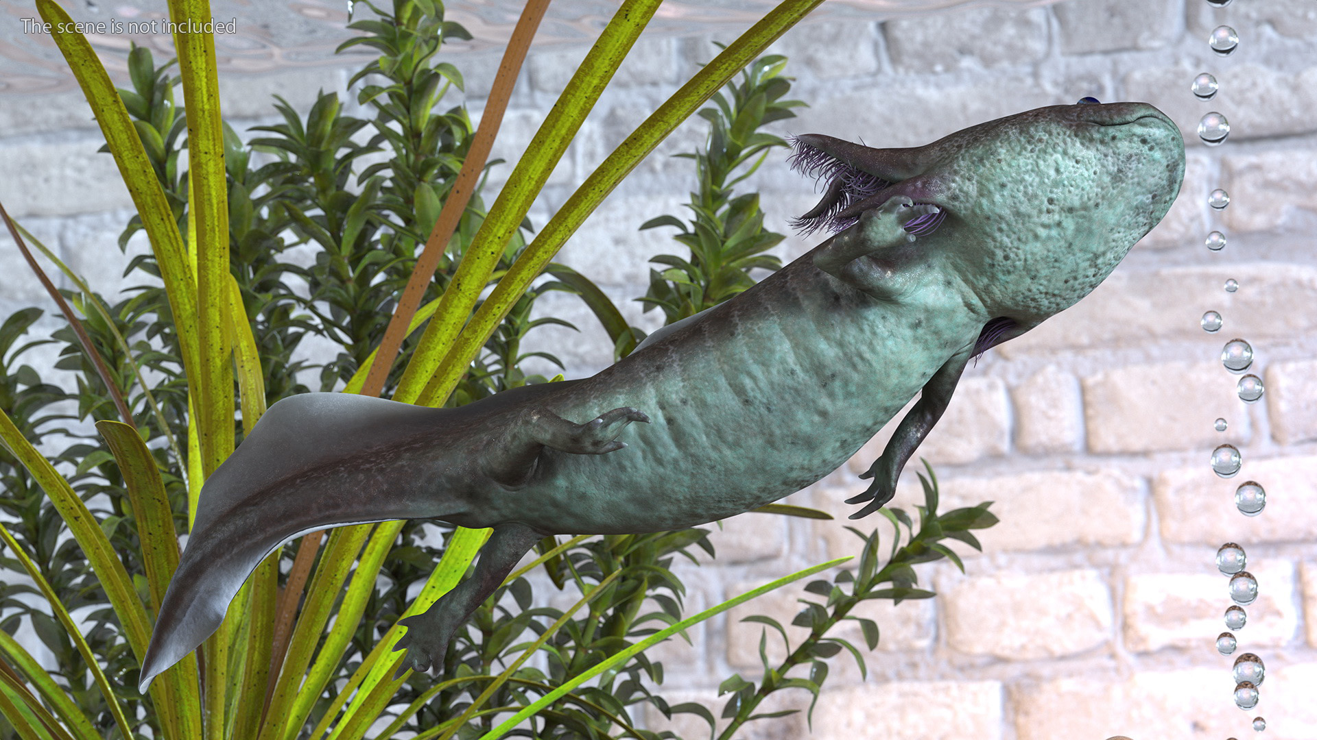 Mexican Brown Axolotl Rigged for Maya 3D