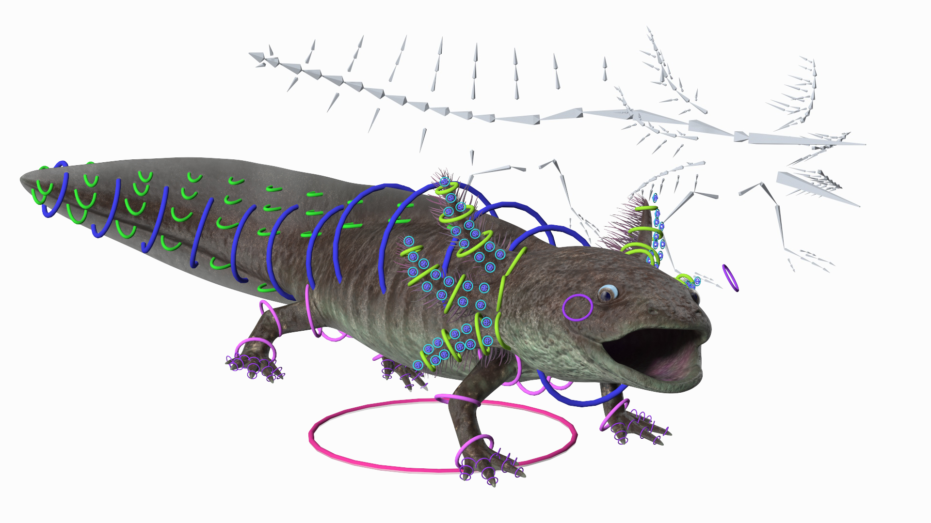 Mexican Brown Axolotl Rigged for Maya 3D