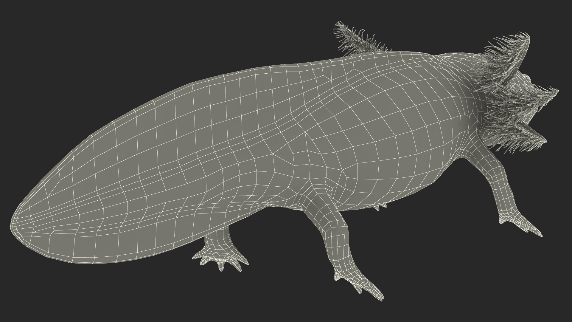Mexican Brown Axolotl Rigged for Maya 3D