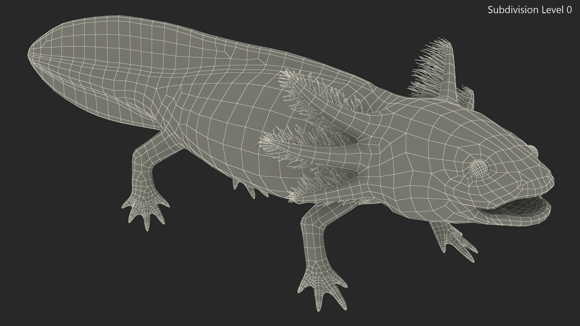 Mexican Brown Axolotl Rigged for Maya 3D