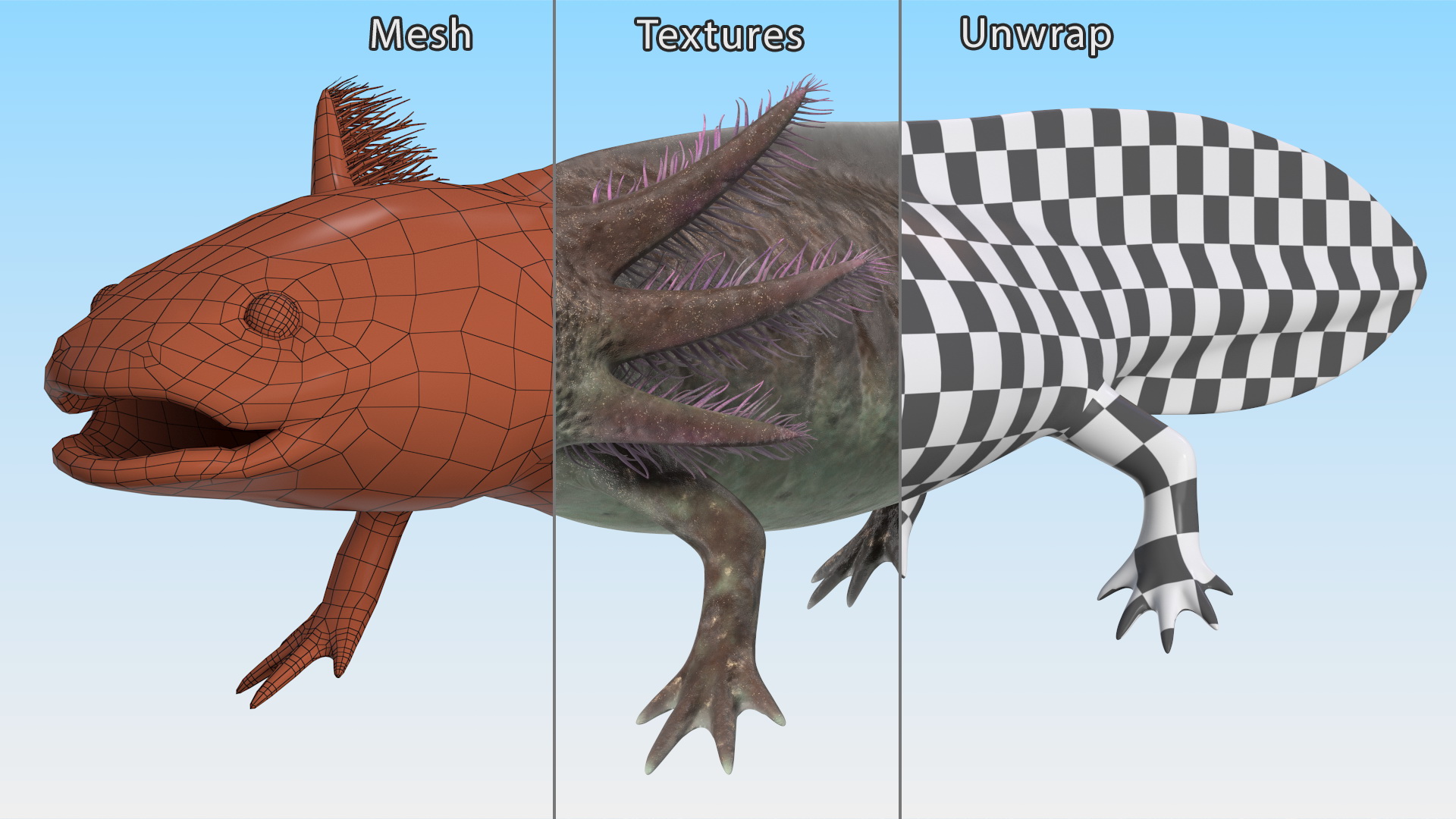 Mexican Brown Axolotl Rigged for Maya 3D