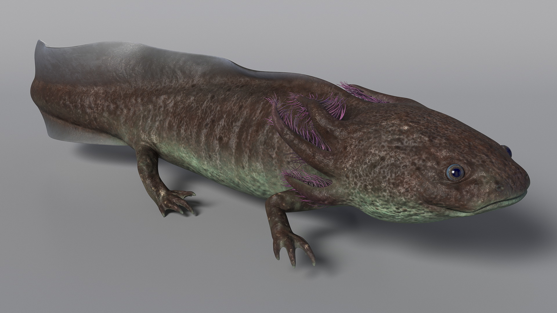 Mexican Brown Axolotl Rigged for Maya 3D
