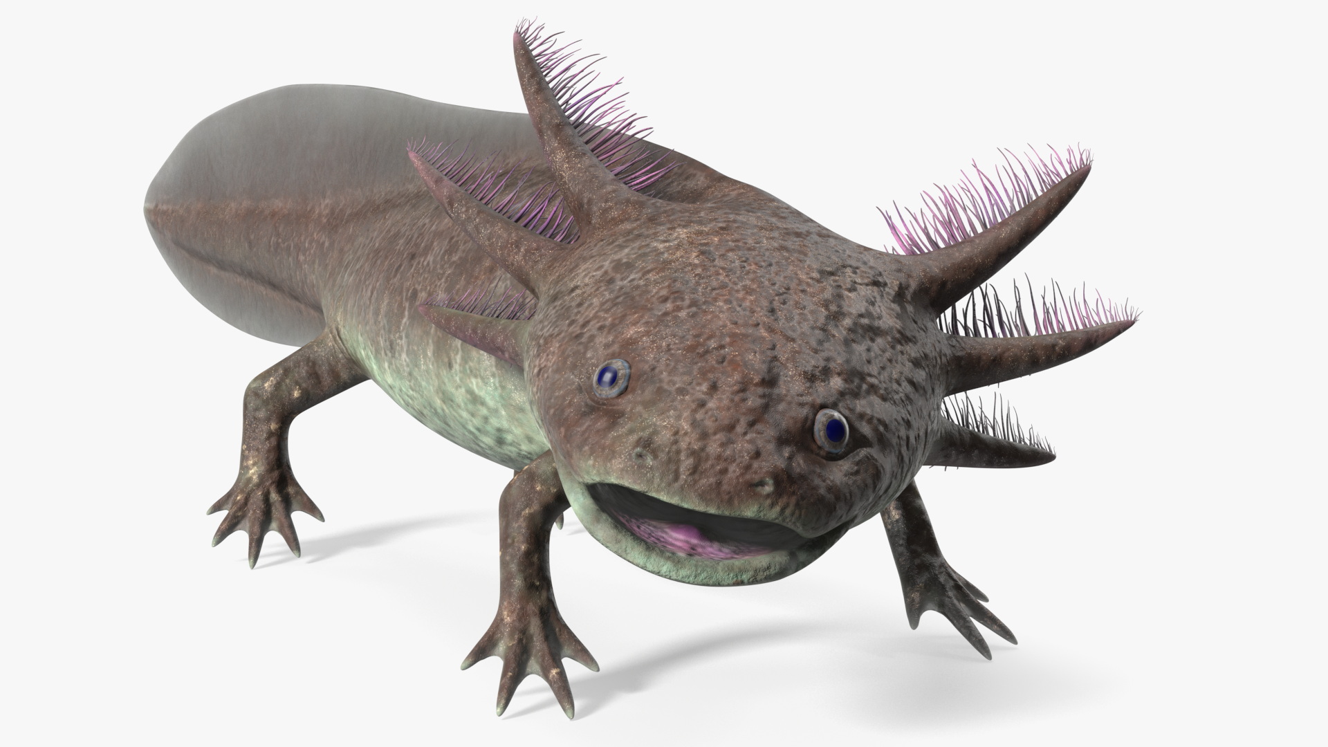 Mexican Brown Axolotl Rigged for Maya 3D