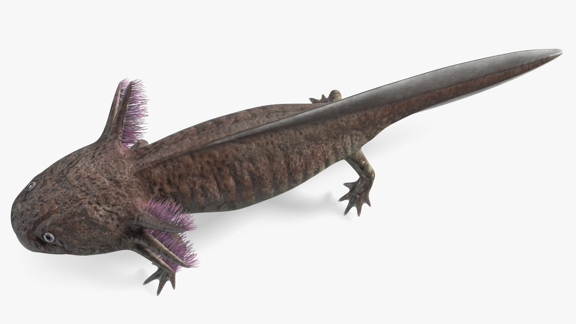 Mexican Brown Axolotl Rigged for Maya 3D