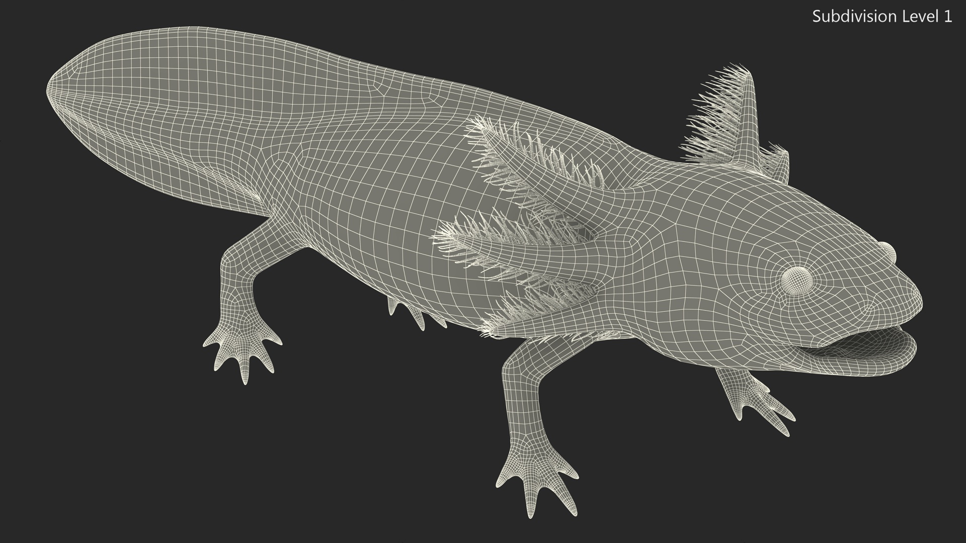 Mexican Brown Axolotl Rigged for Maya 3D