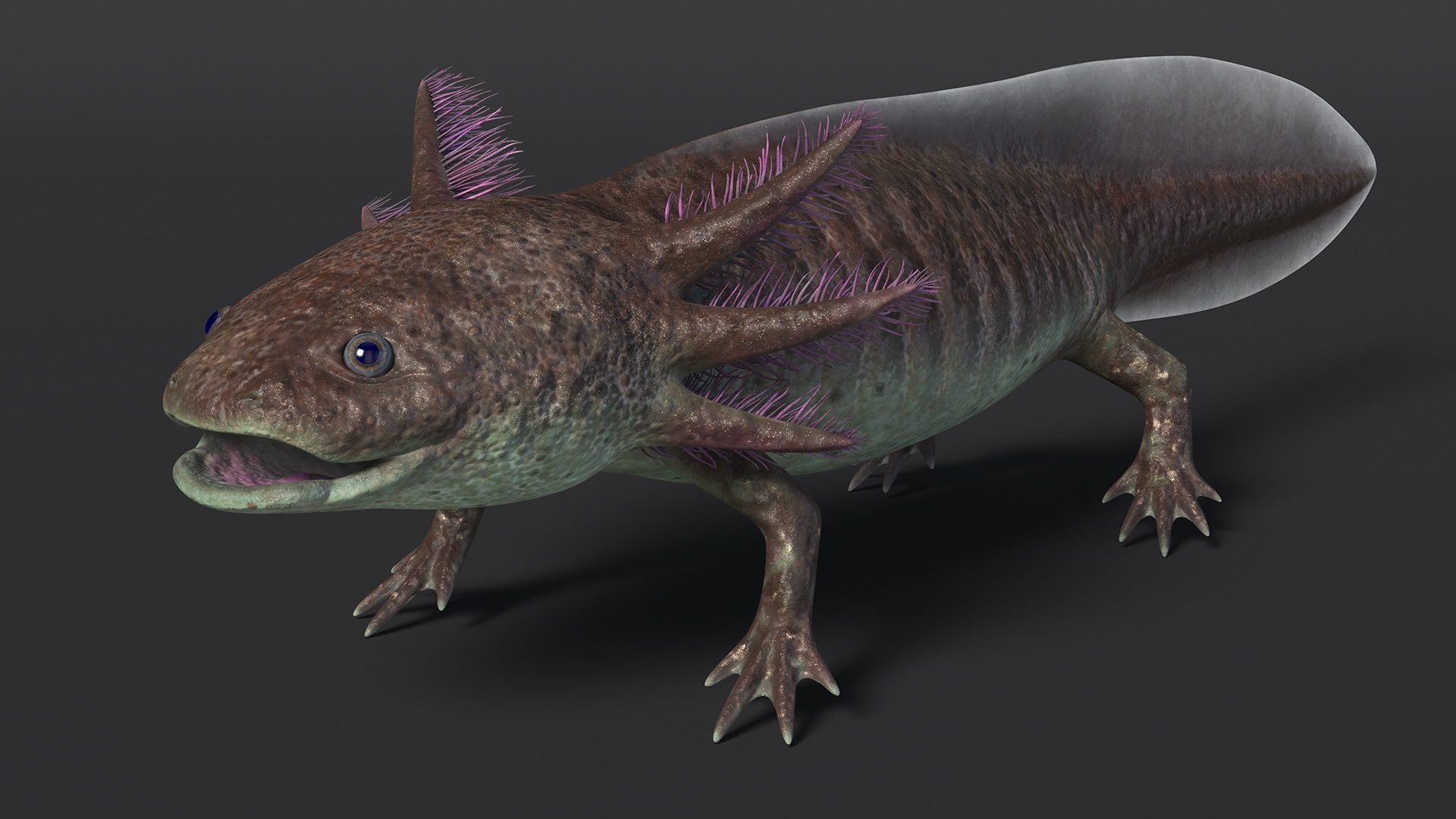 Mexican Brown Axolotl Rigged for Maya 3D