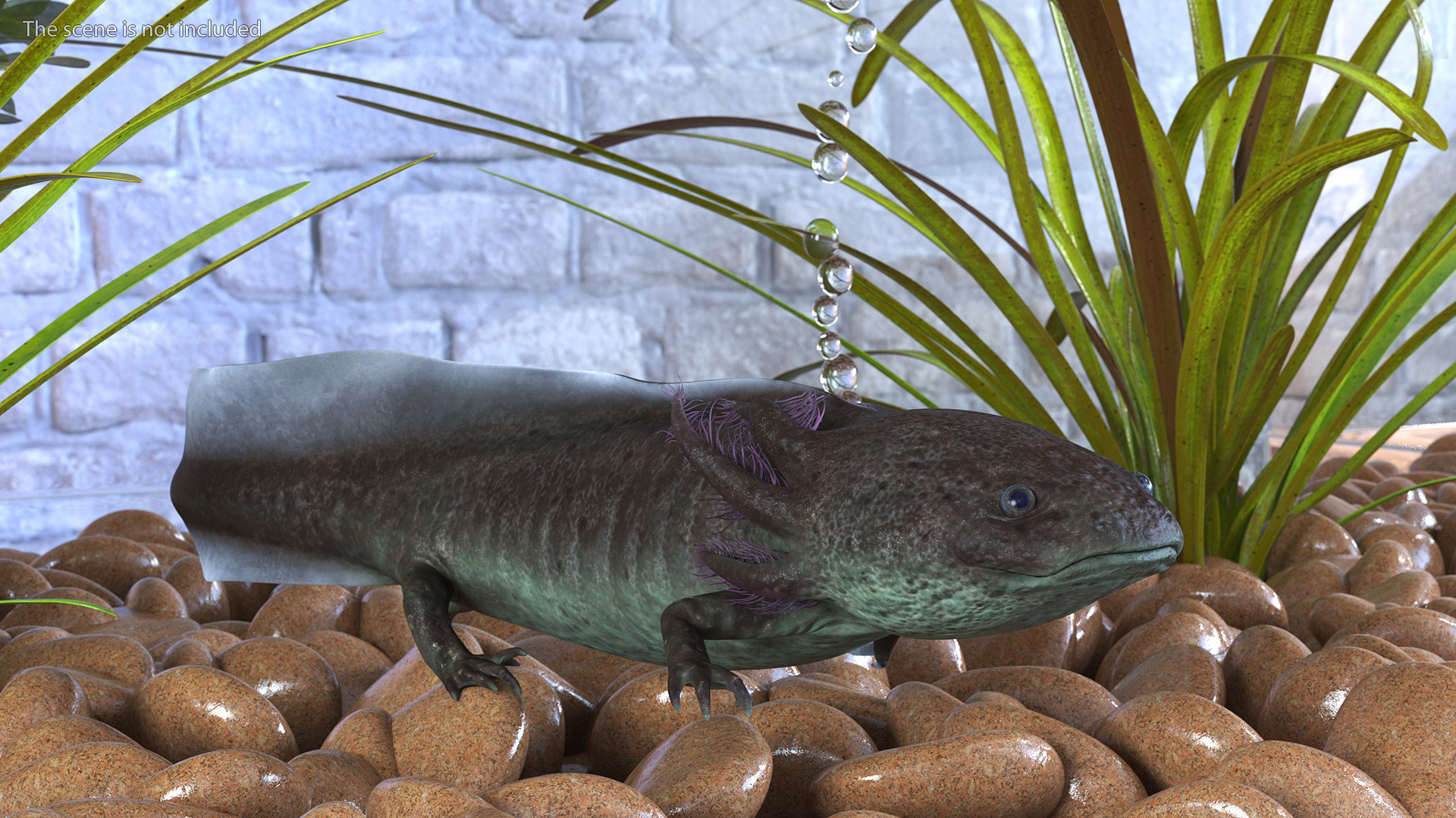 Mexican Brown Axolotl Rigged for Maya 3D