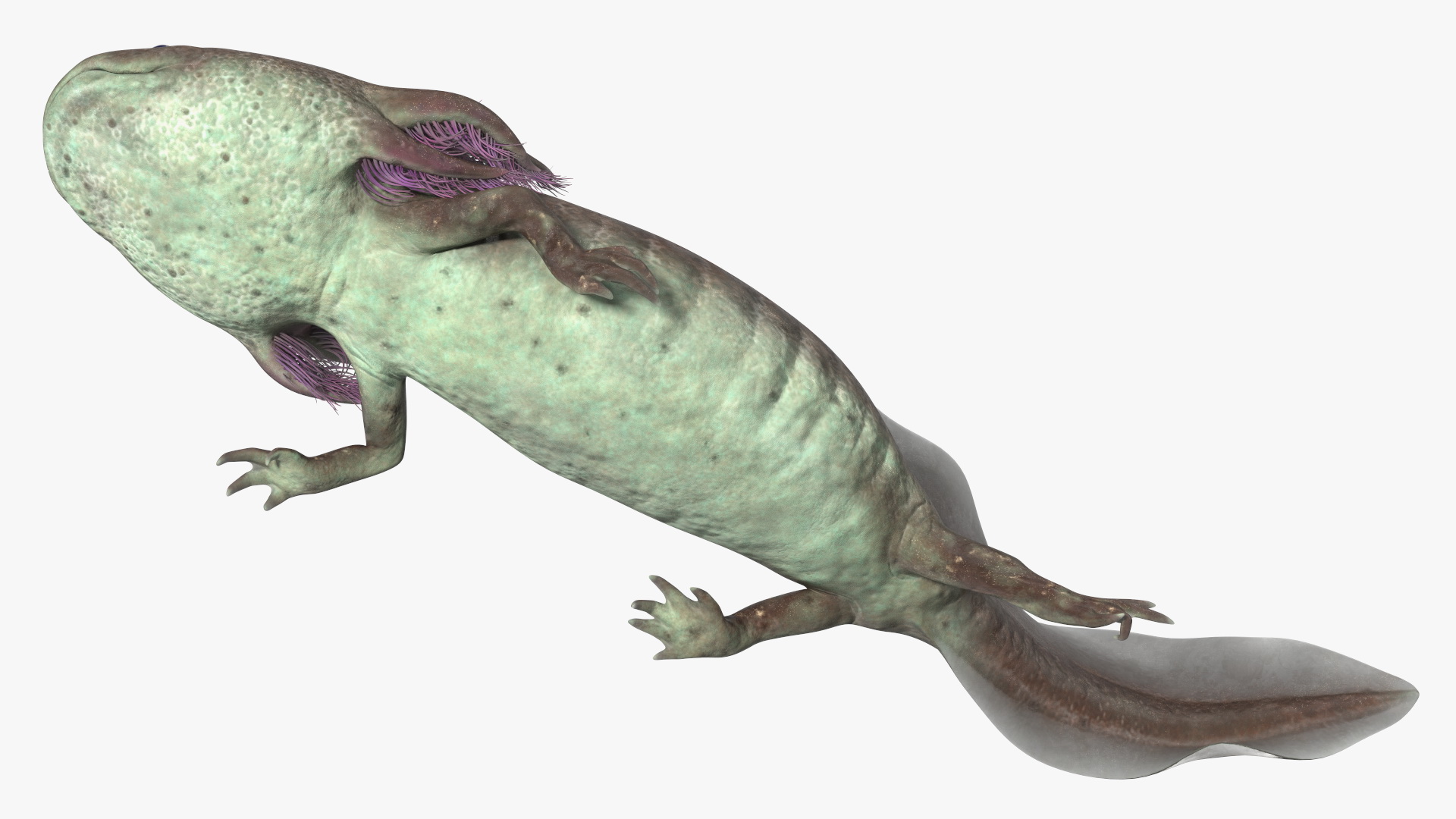 Mexican Brown Axolotl Rigged for Maya 3D
