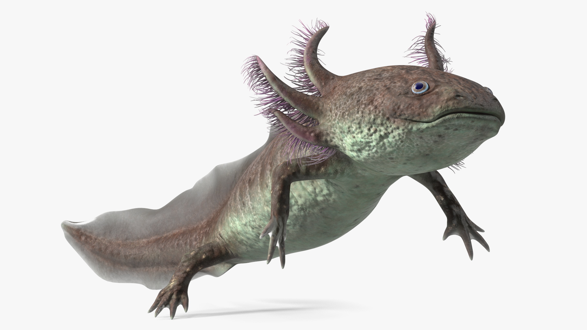 Mexican Brown Axolotl Rigged for Maya 3D