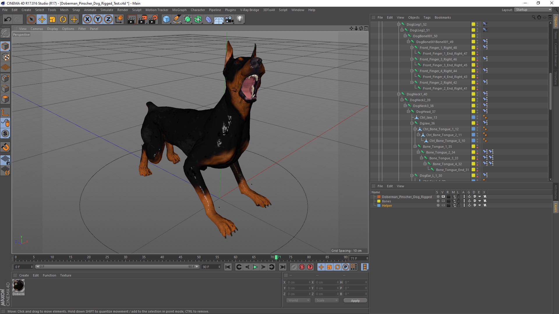 Doberman Pinscher Dog Rigged for Cinema 4D 3D