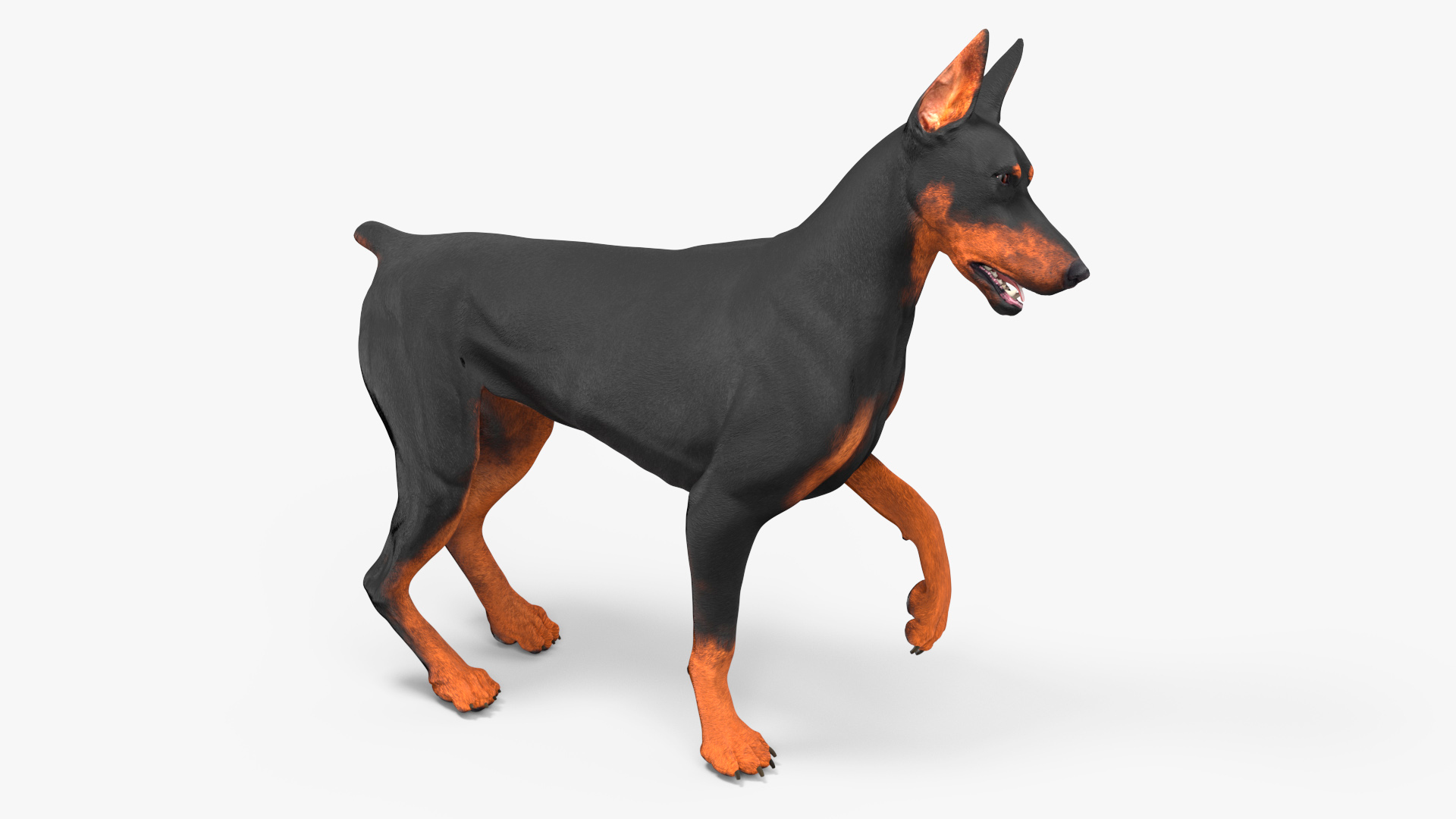 Doberman Pinscher Dog Rigged for Cinema 4D 3D