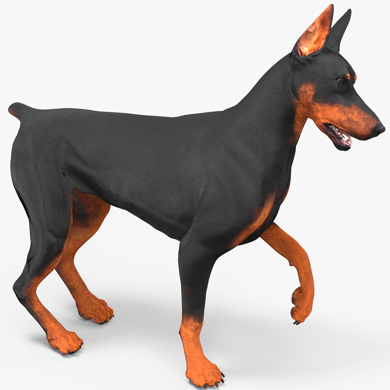 Doberman Pinscher Dog Rigged for Cinema 4D 3D