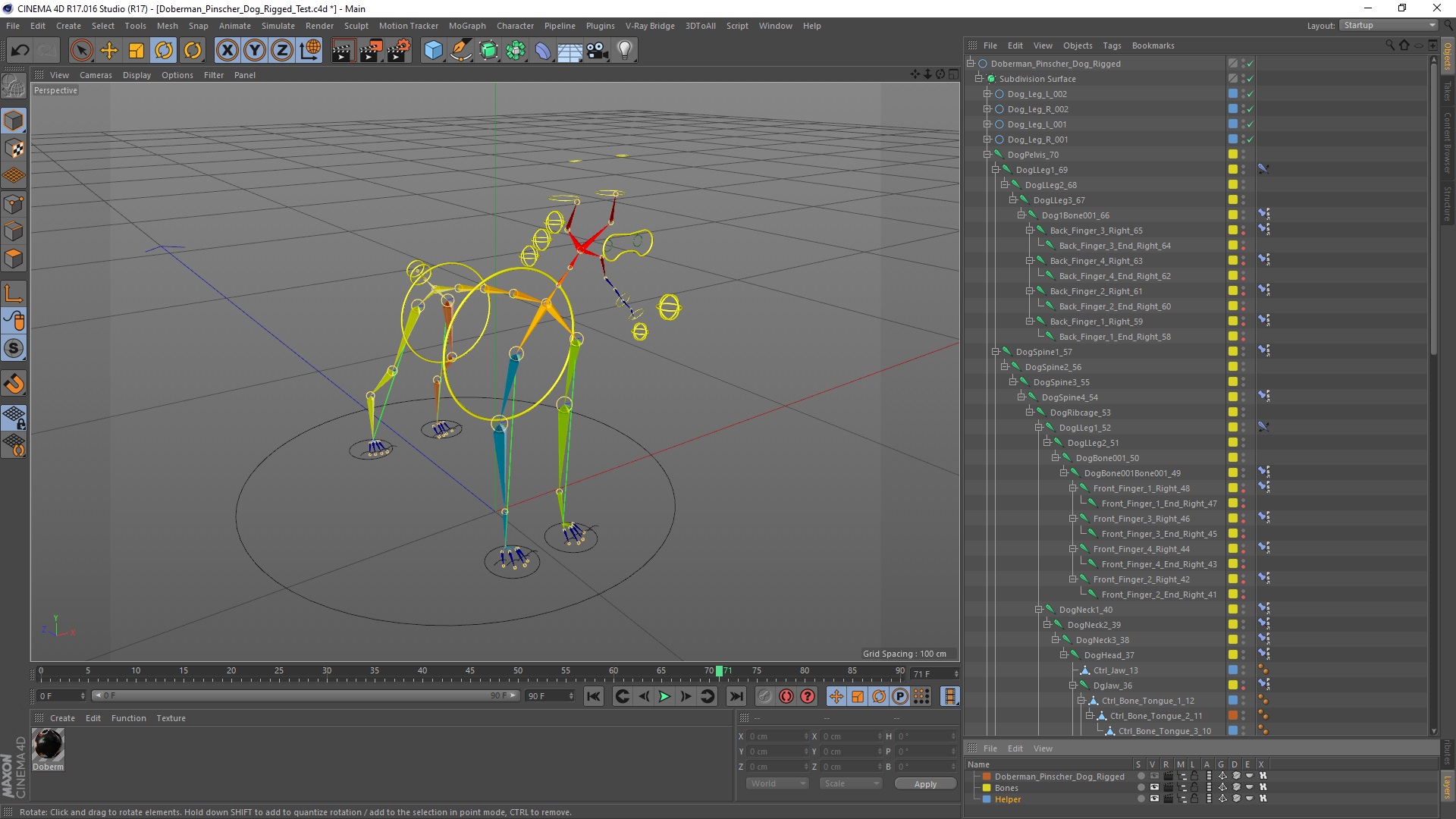 Doberman Pinscher Dog Rigged for Cinema 4D 3D