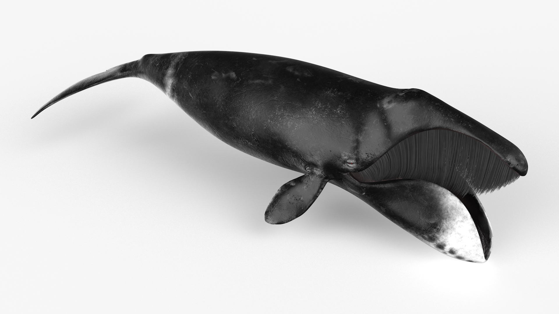 Arctic Bowhead Whale Fur 3D model
