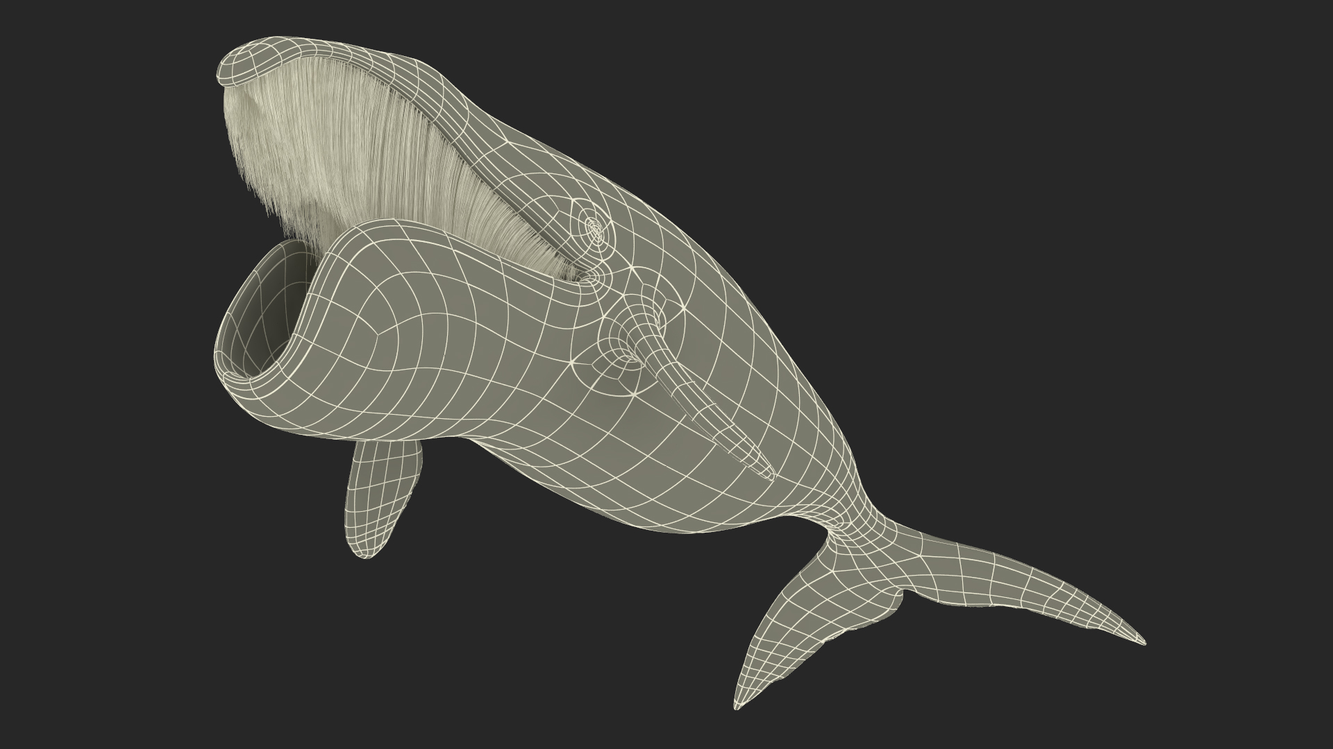 Arctic Bowhead Whale Fur 3D model