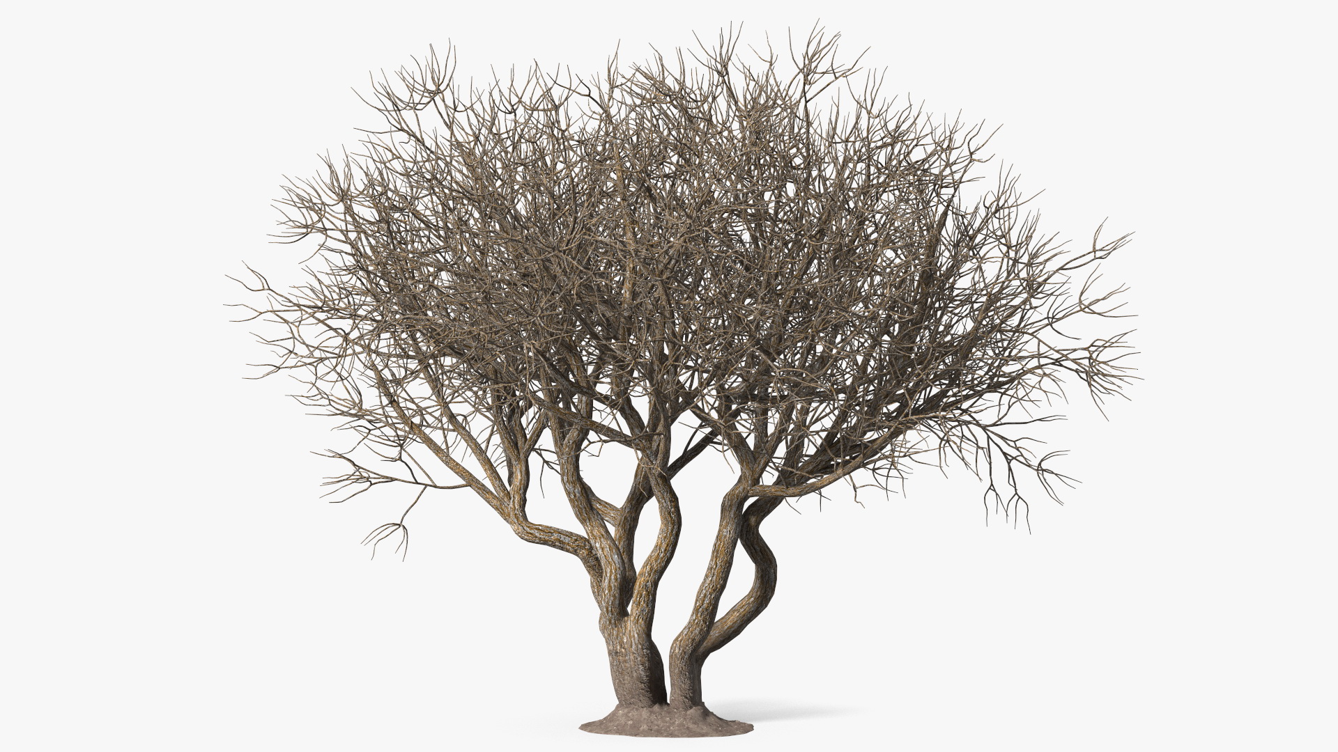 Rhododendron Bark Tree 3D