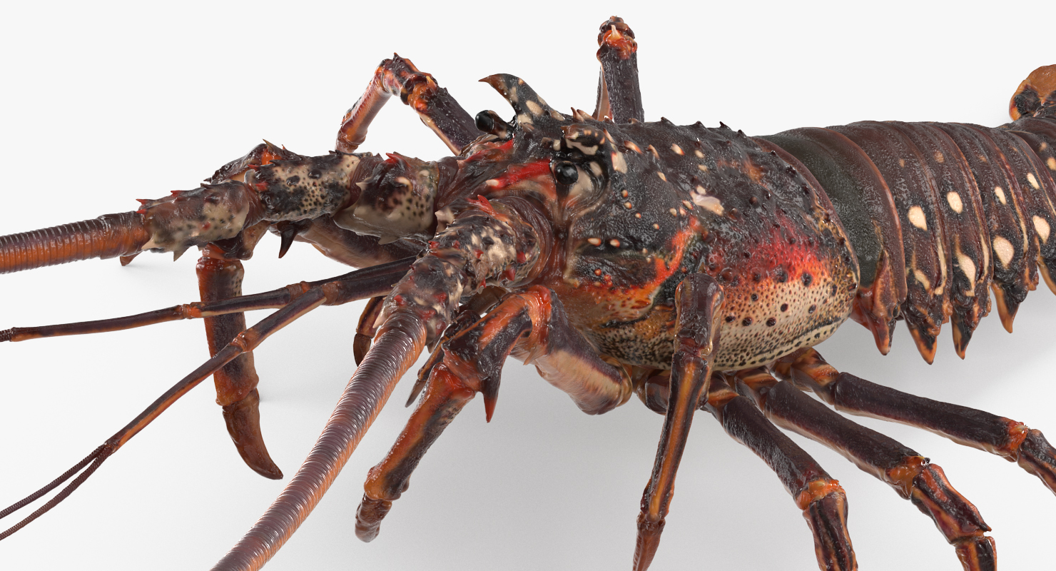 3D Spiny Lobster model