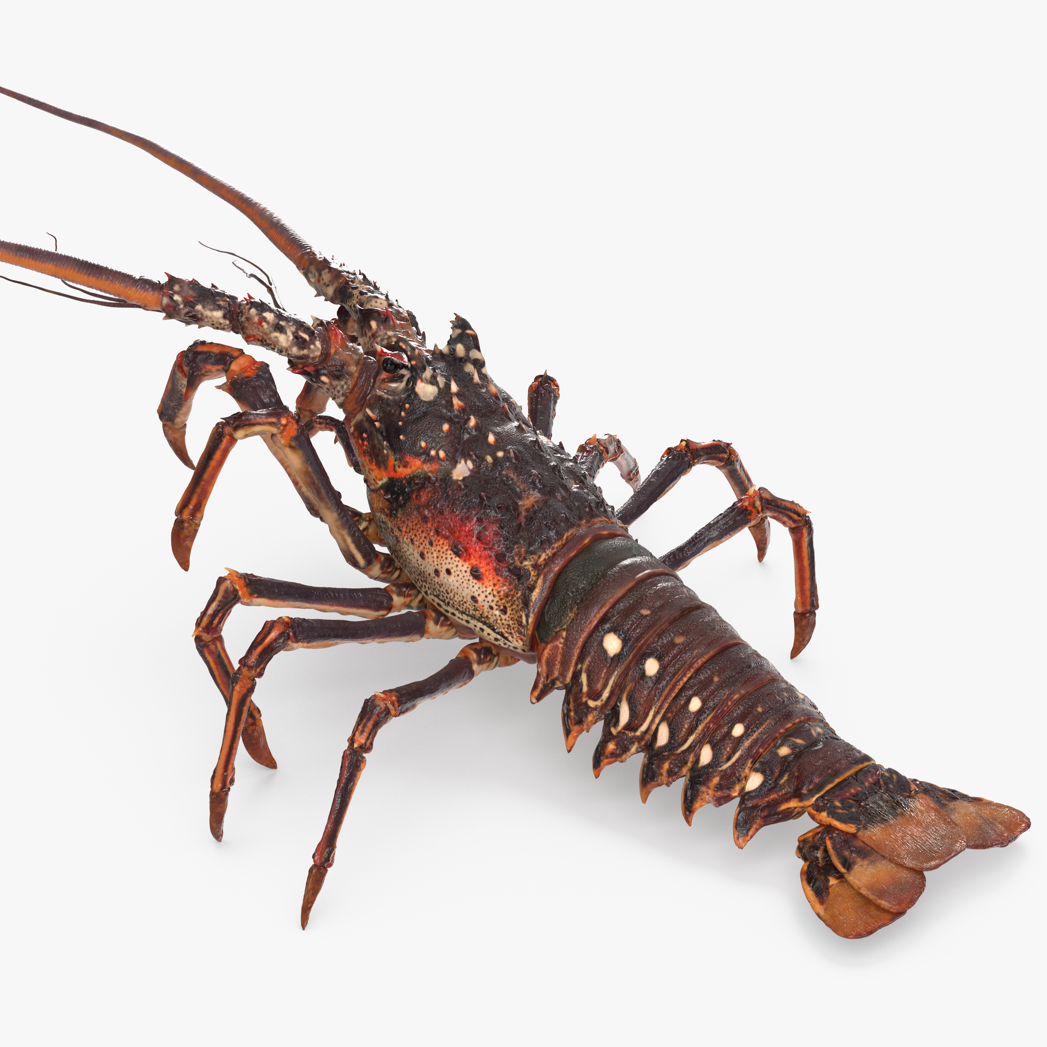 Spiny Lobster, view 7