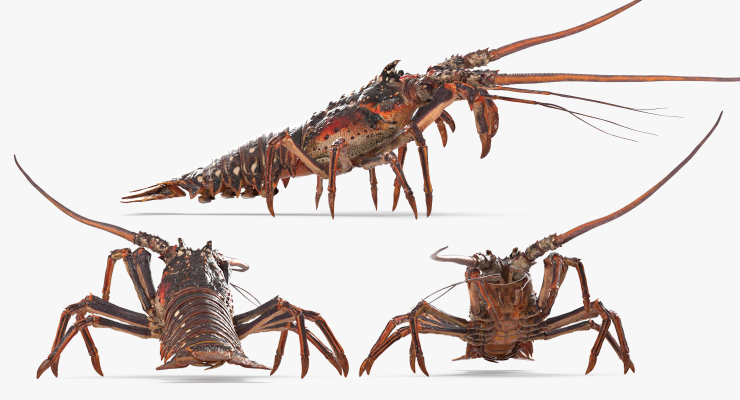 3D Spiny Lobster model
