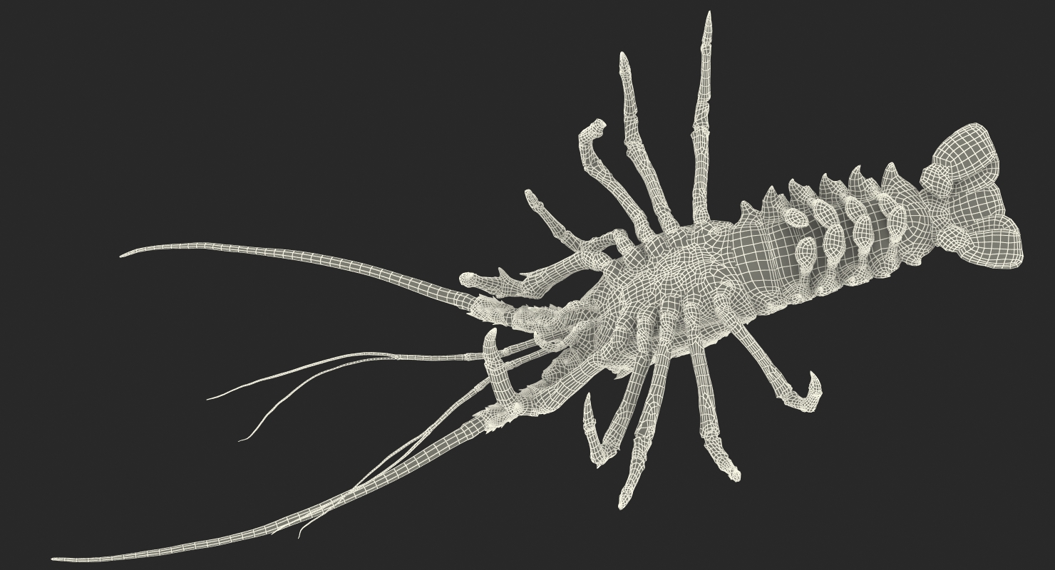 3D Spiny Lobster model