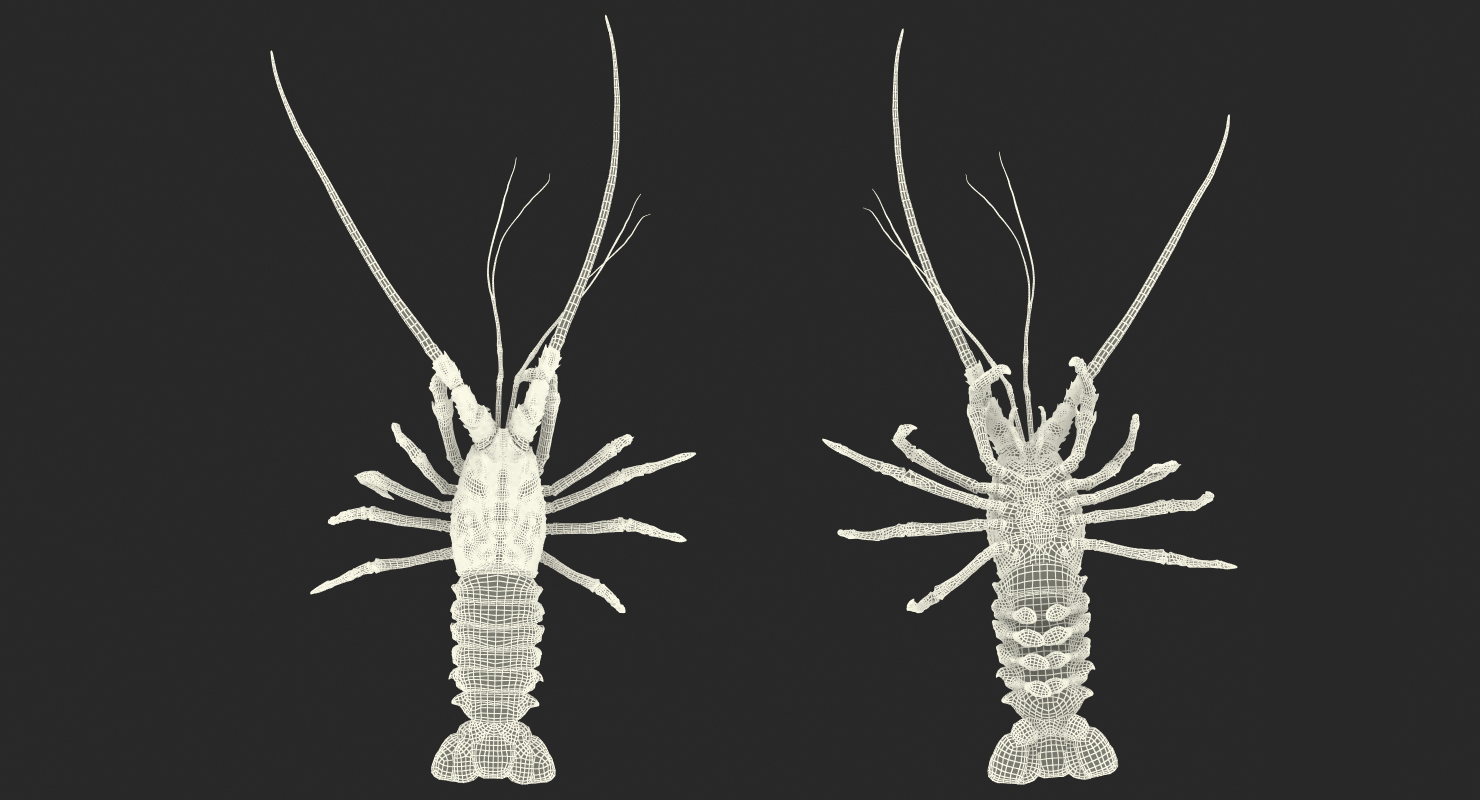 3D Spiny Lobster model