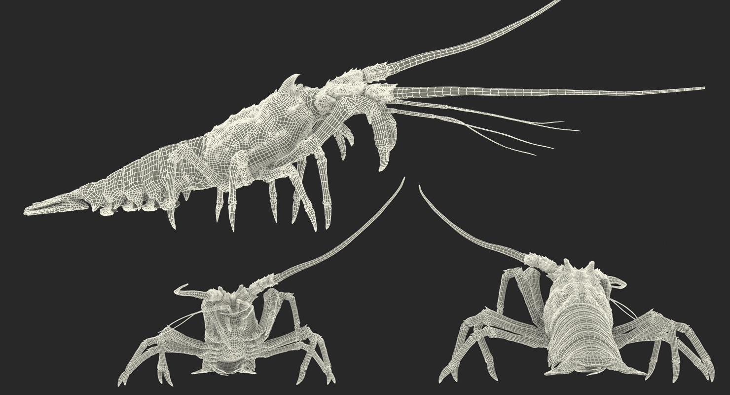 3D Spiny Lobster model