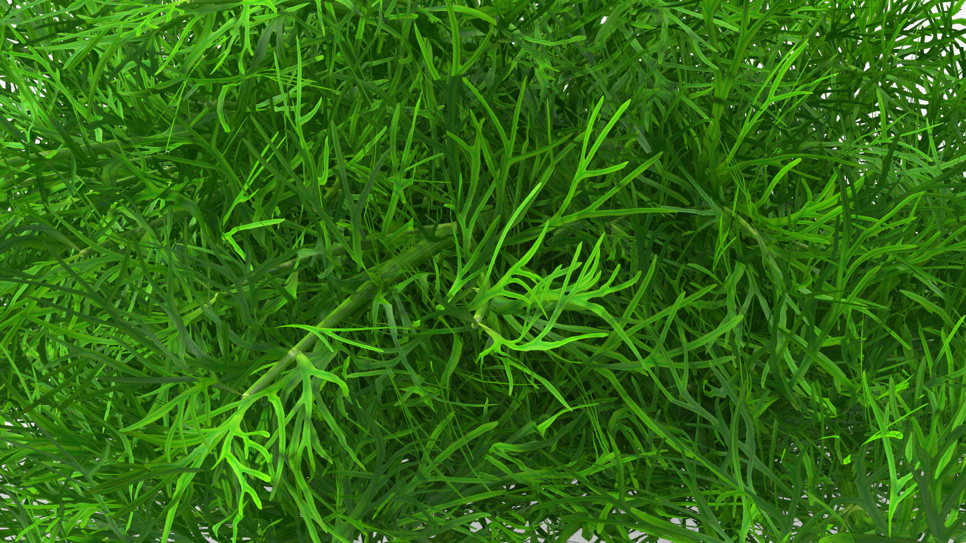 3D model Dill Bunch