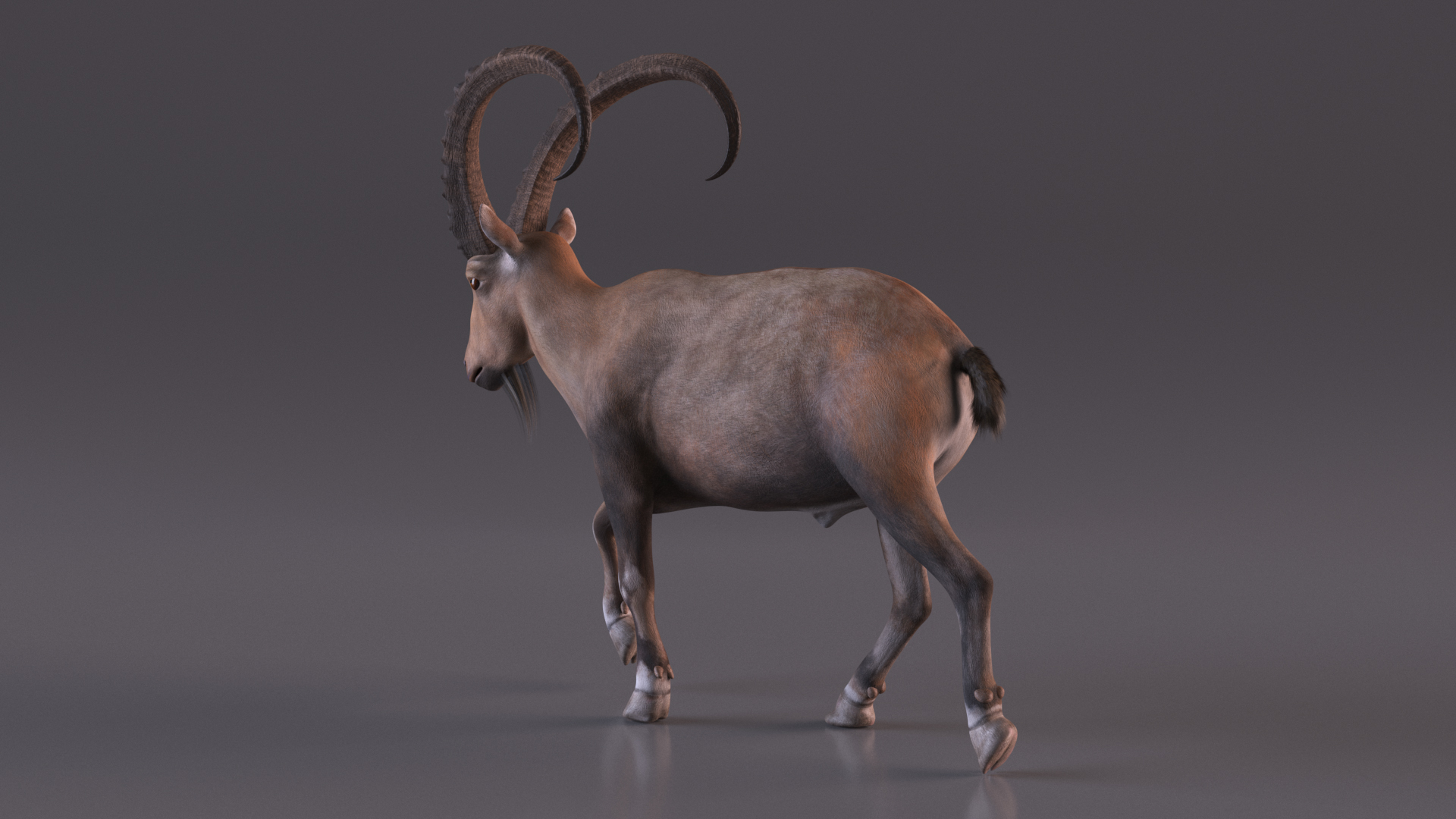 Alpine Ibex in Walking Pose 3D