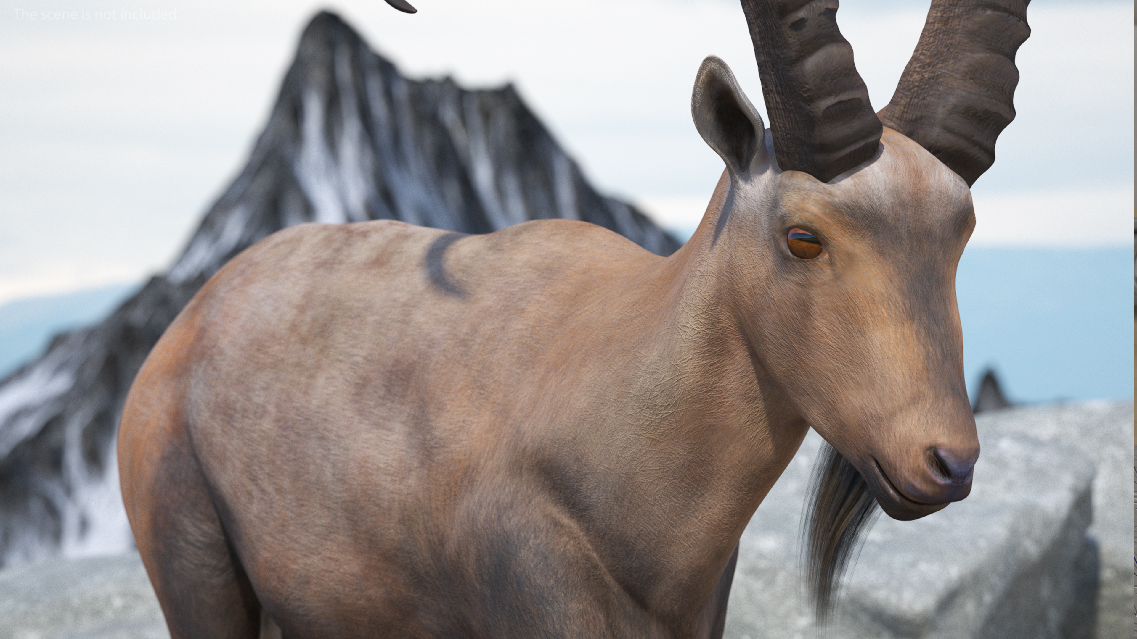 Alpine Ibex in Walking Pose 3D
