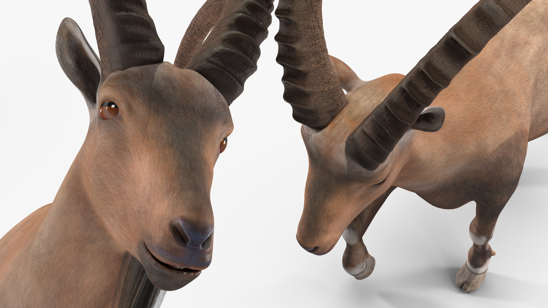 Alpine Ibex in Walking Pose 3D