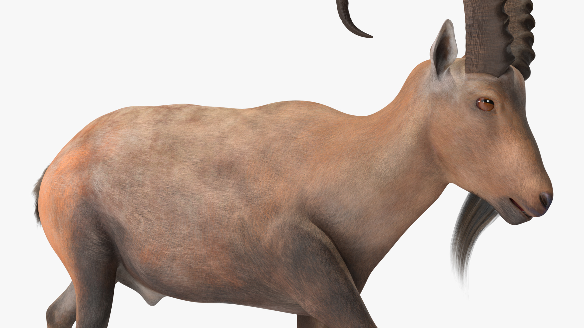 Alpine Ibex in Walking Pose 3D