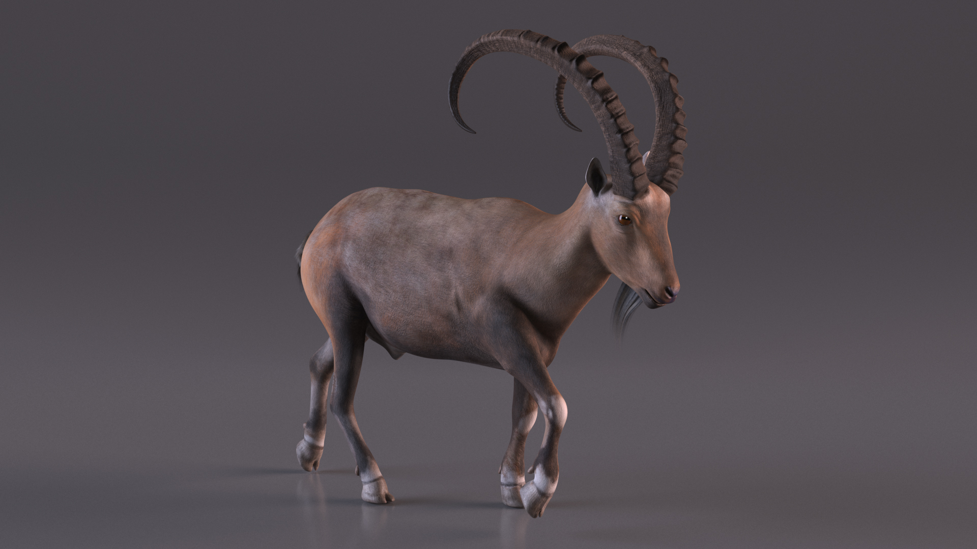 Alpine Ibex in Walking Pose 3D