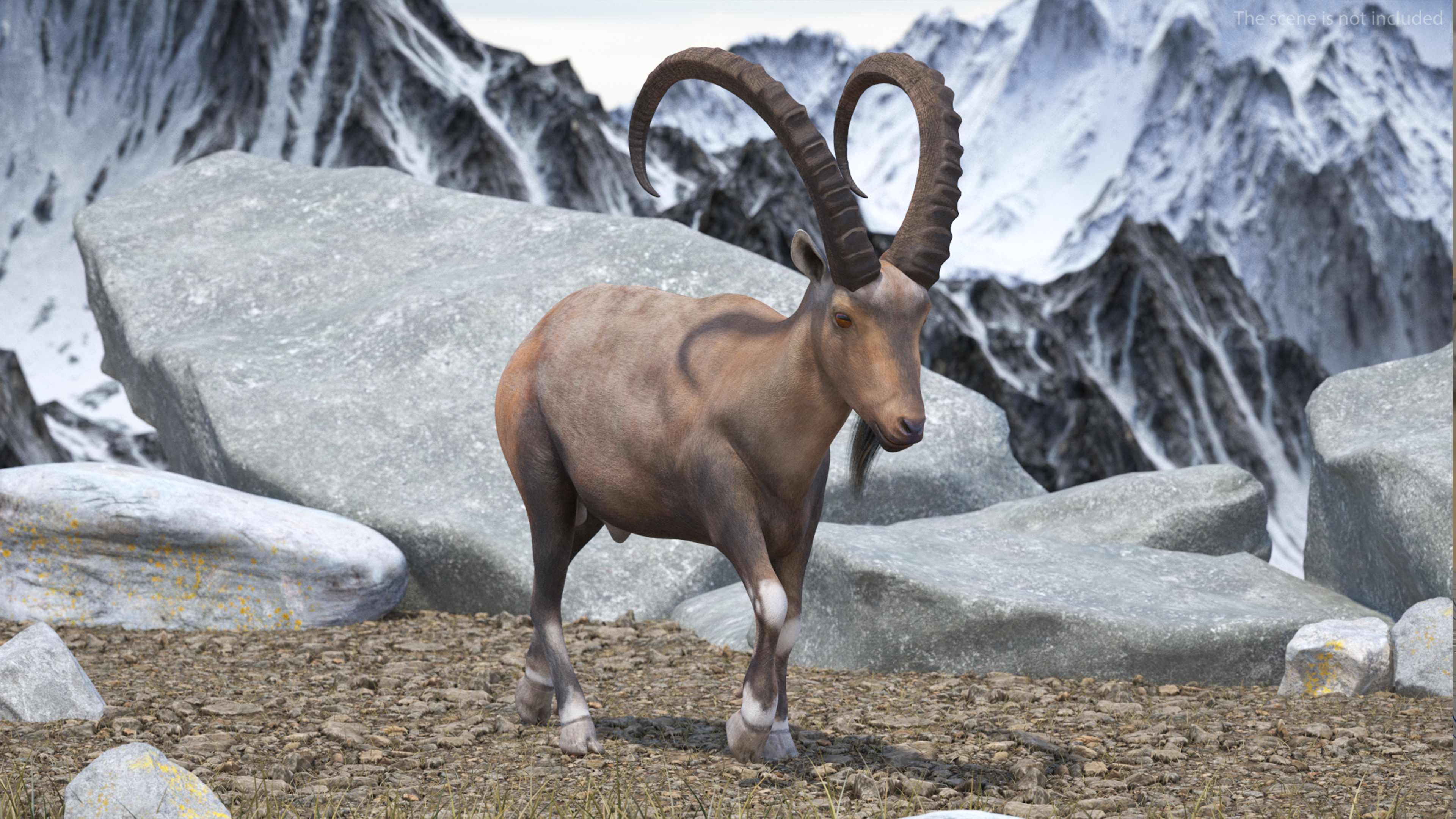 Alpine Ibex in Walking Pose 3D