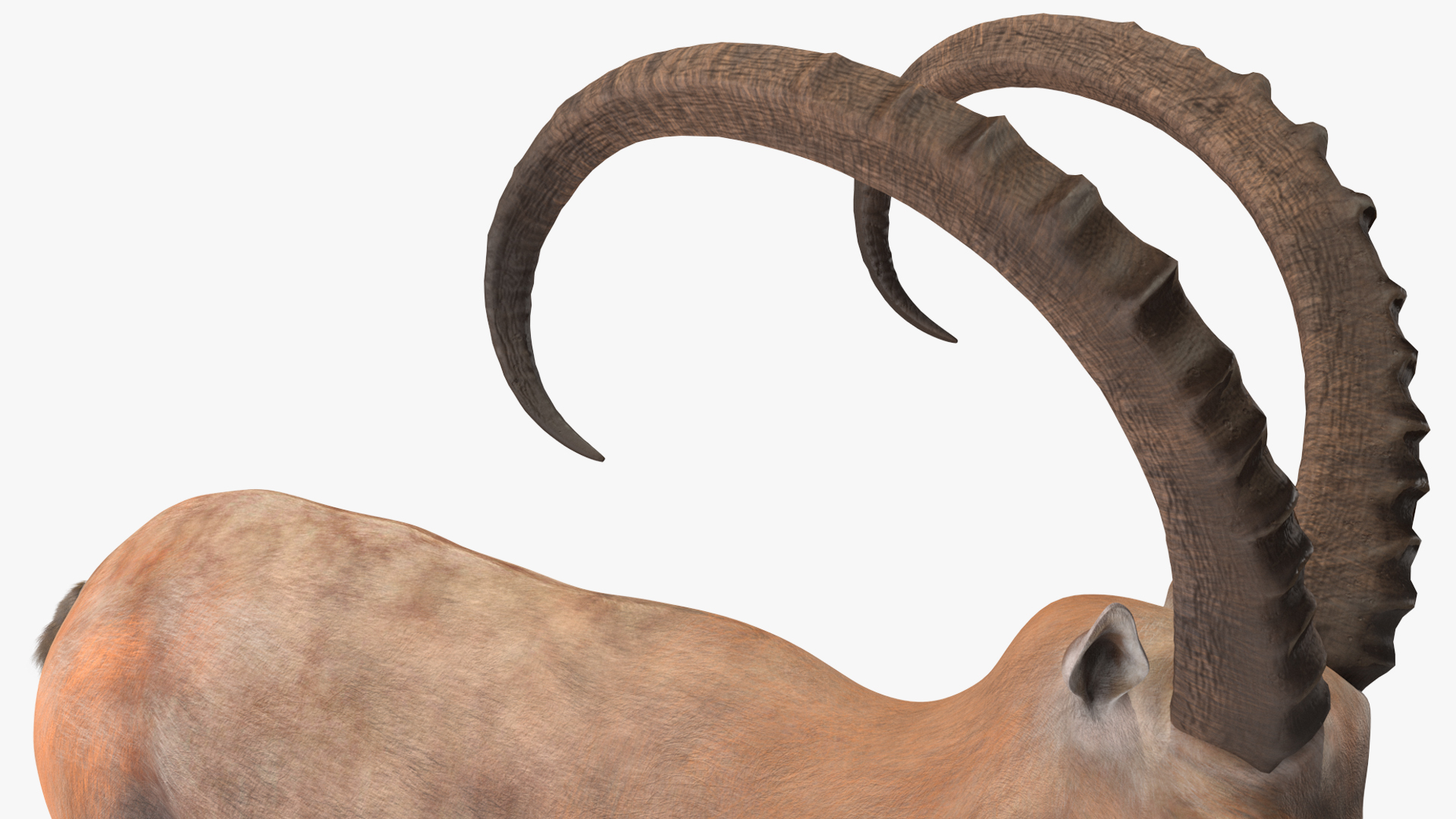 Alpine Ibex in Walking Pose 3D