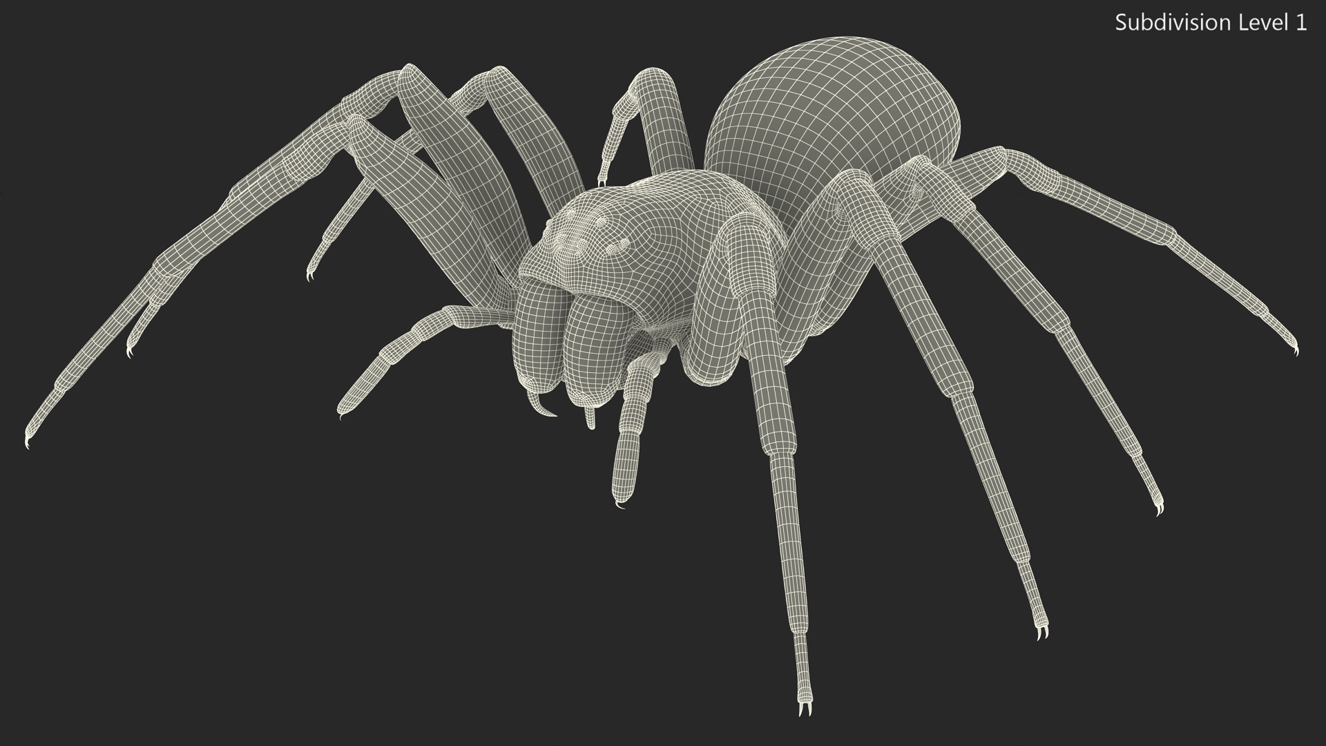 Badumna Insignis Fur Rigged 3D