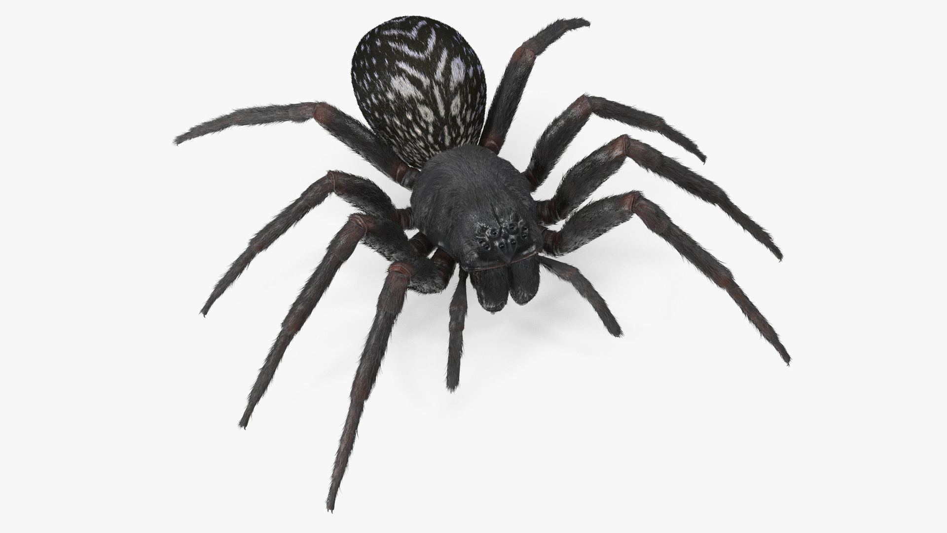 Badumna Insignis Fur Rigged 3D