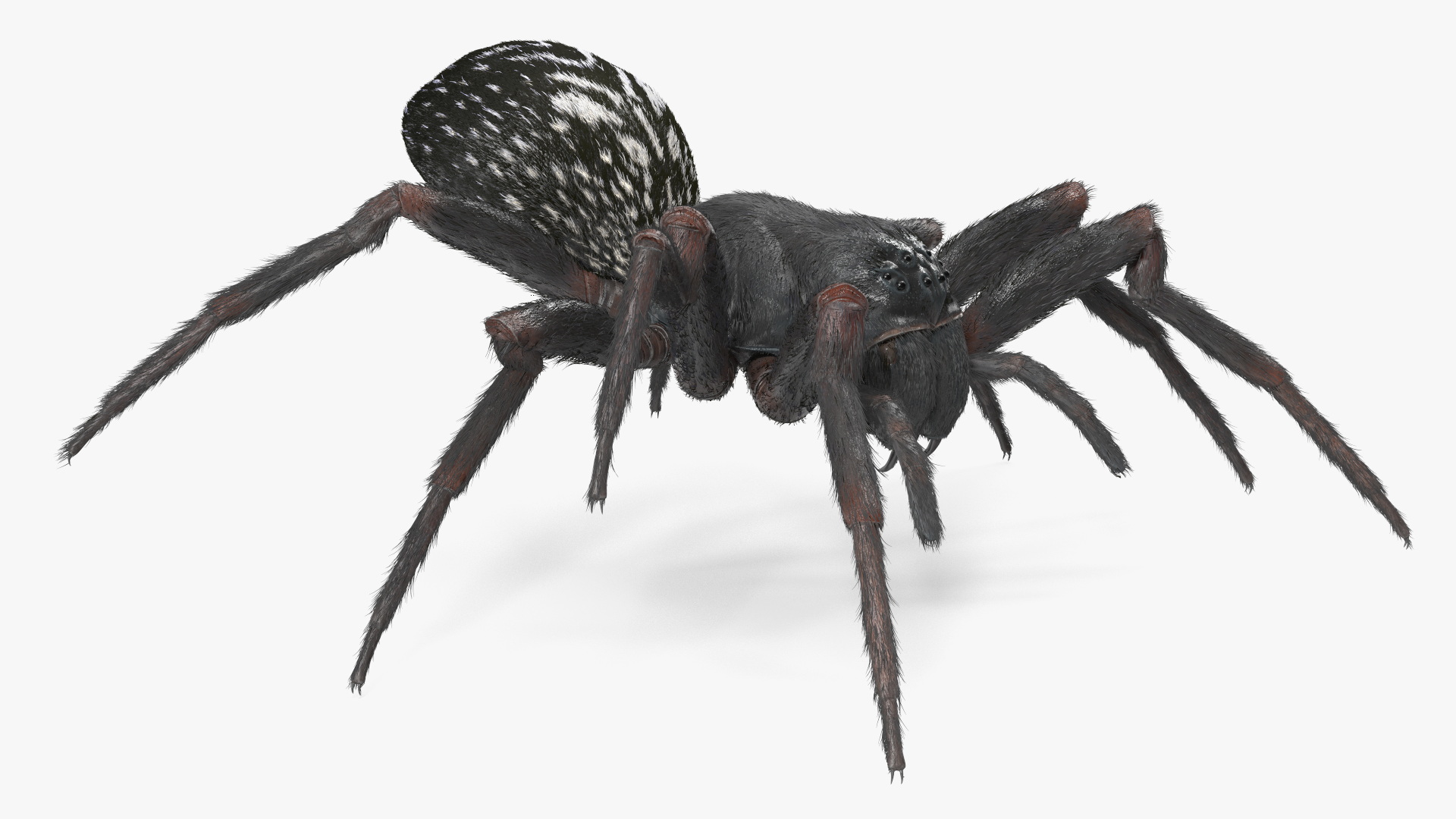 Badumna Insignis Fur Rigged 3D