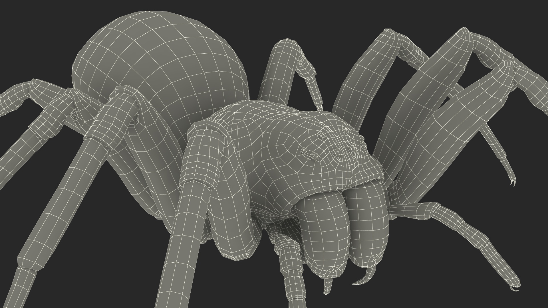 Badumna Insignis Fur Rigged 3D